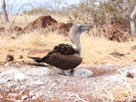 Samice tereje s mládětem